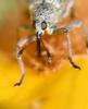 276349 – Photo : Jean-Michel GAREL – France (89)